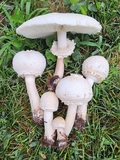 featured image thumbnail for post PSA - Poisonous Green-Spored Parasol in Nebraska Lawns